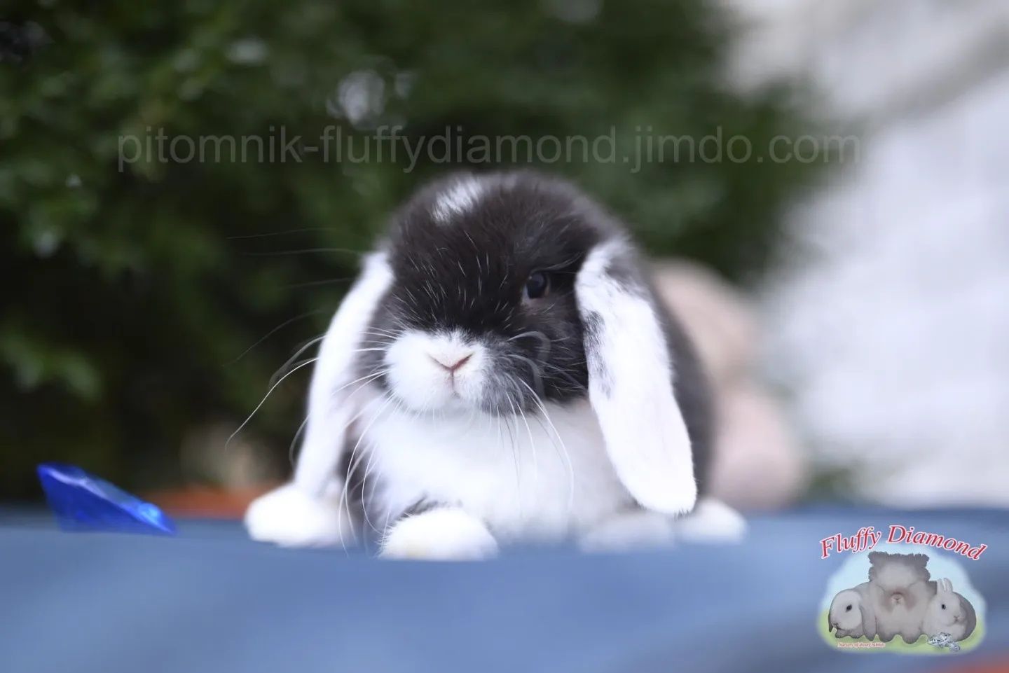 Чорний біловухий хлопчик.Висловухий.Кролик з проф. розплідника