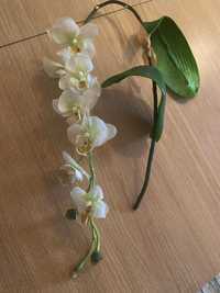 Цветок Орхидея в вазу