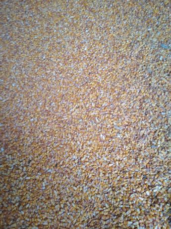 Пшеница на корм с/х животным урожай 2022 г.