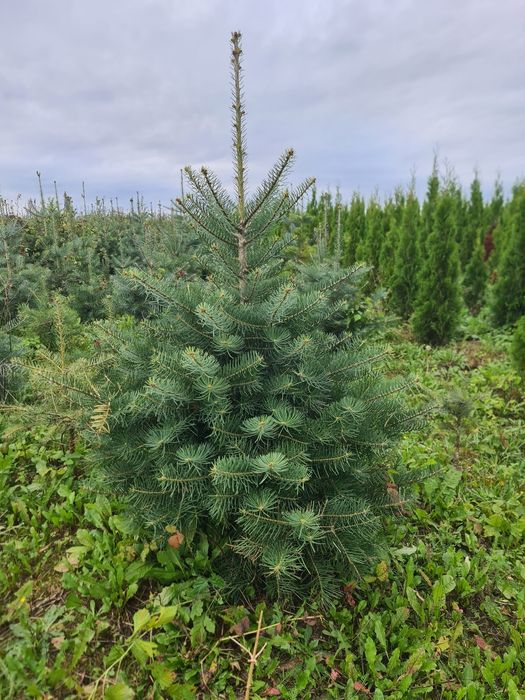 Thuja Smaragd /  Producen /  Pomorskie / Promocja