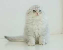 Шотландский котенок/Хайленд фолд  2,5 мес. питомник