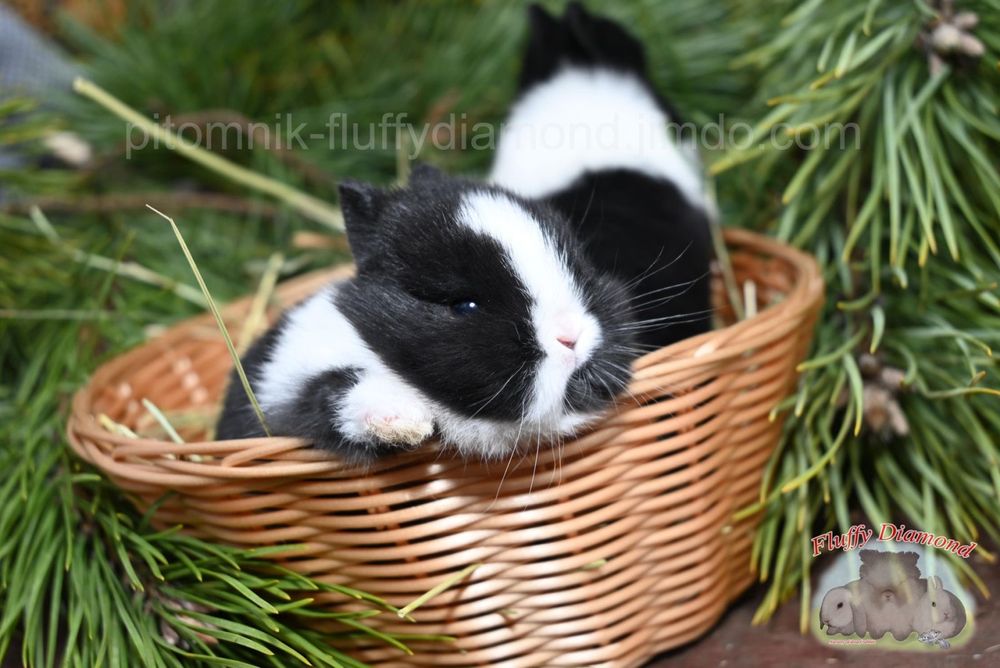 Нідерландський карлик. Кролик з маленькими вушками.