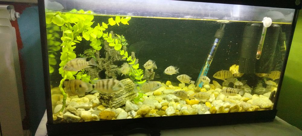 Sprzedam ryby zebry z młodymi