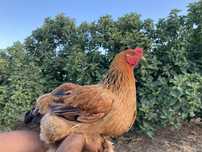 Galinha hibrida de Brahma