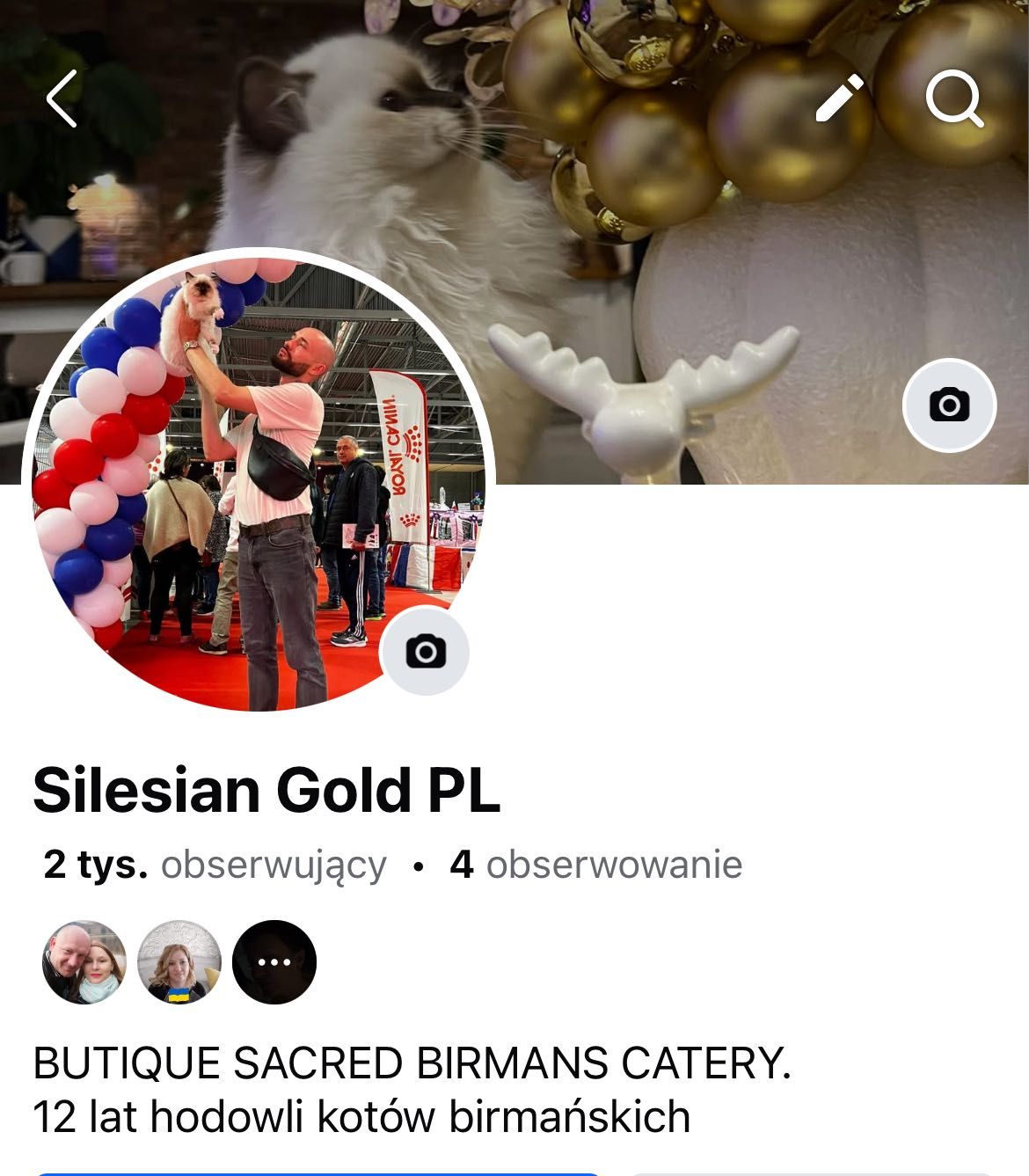 Święty kot birmański