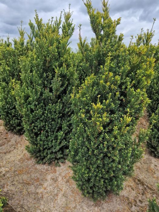 Cis hiksi 110-125m donica. David hilli szmaragd laurowiśnia Bonsai