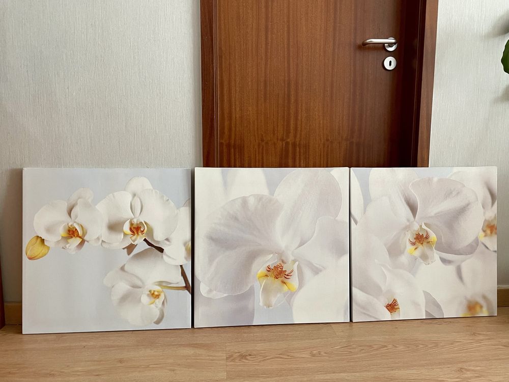 Quadros orquidea