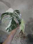Monstera variegata 3 liscie