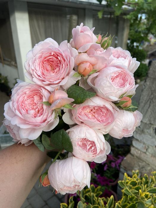 РОЗЫ Саженцы  роз продаю англ; плетистые; флорибунда; парковые