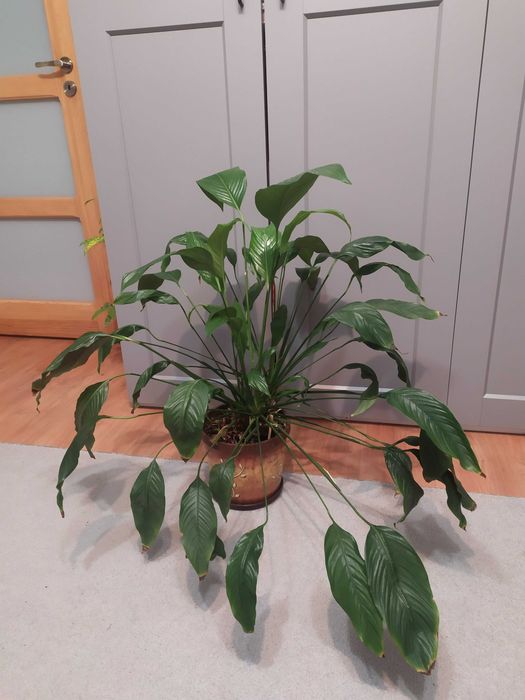 duży i piękny skrzydłokwiat