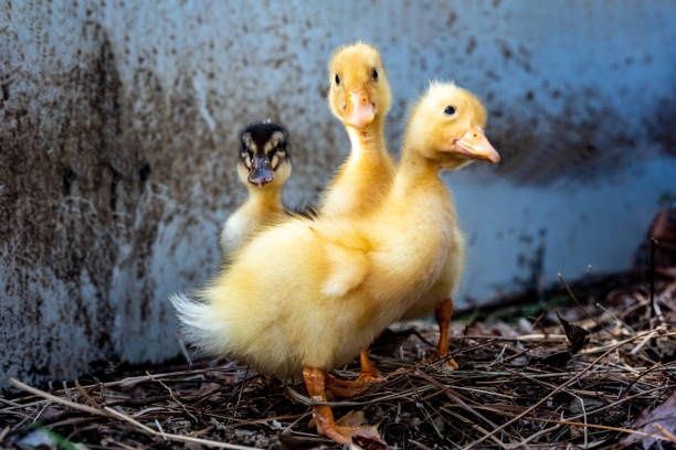 Продаю качки, курчата,гуси,індики