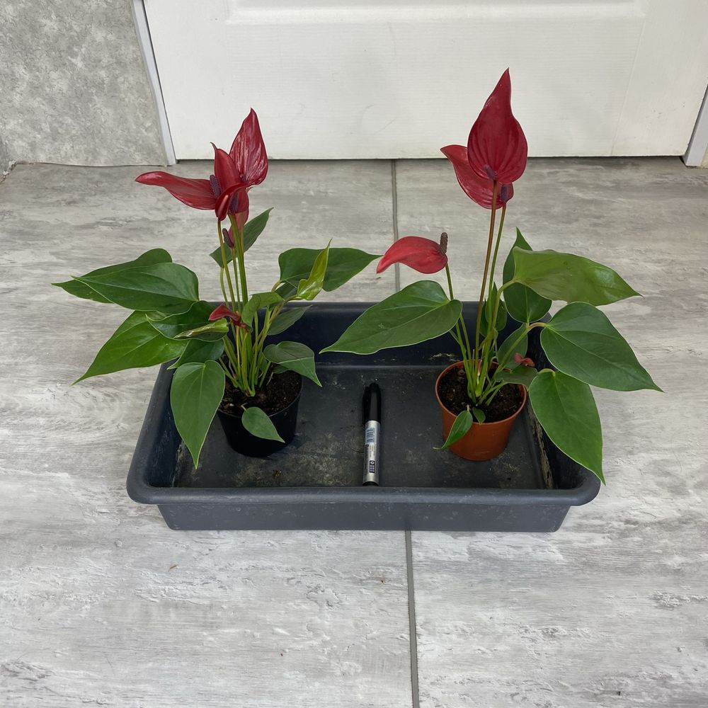 Антуріум Anthurium 'banderola Lava'