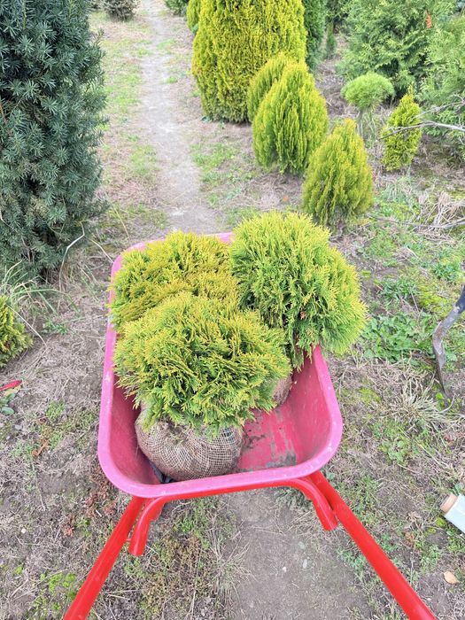 Ялинка блакитна, ауреаспіката, ялина голуба, штамбова сосна ялина