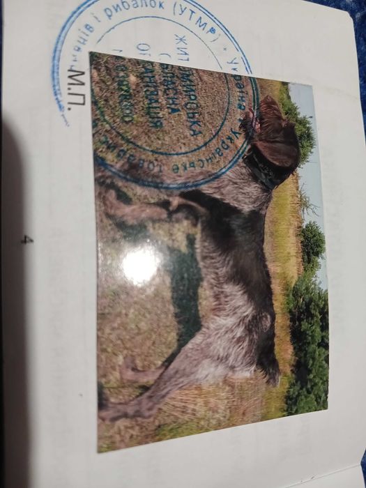 Змінять місце проживання Дратхар