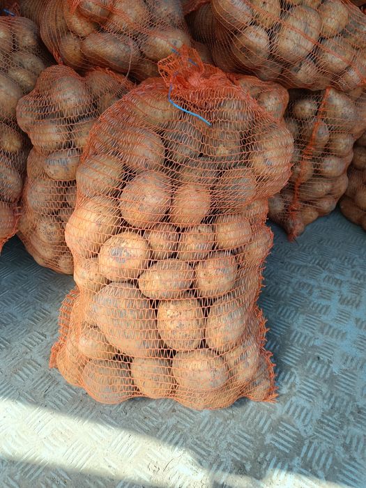 Ziemniaki odmiana Soraya jadalne i paszowe