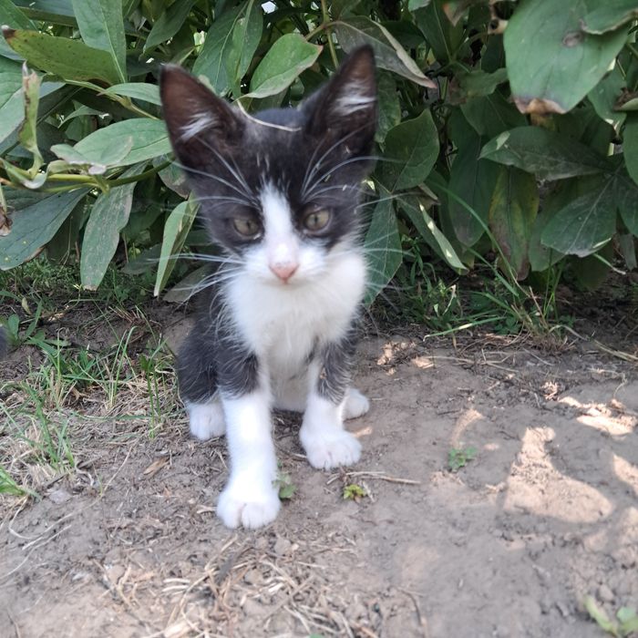 Кошеня шукає дім