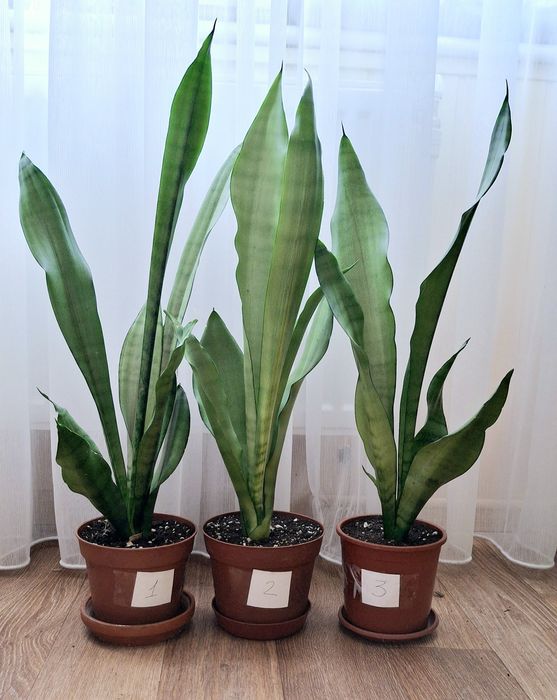 Сансенв'єрія Сильвер Мун Муншайн Сильвер паррот принцесс сансевієрія