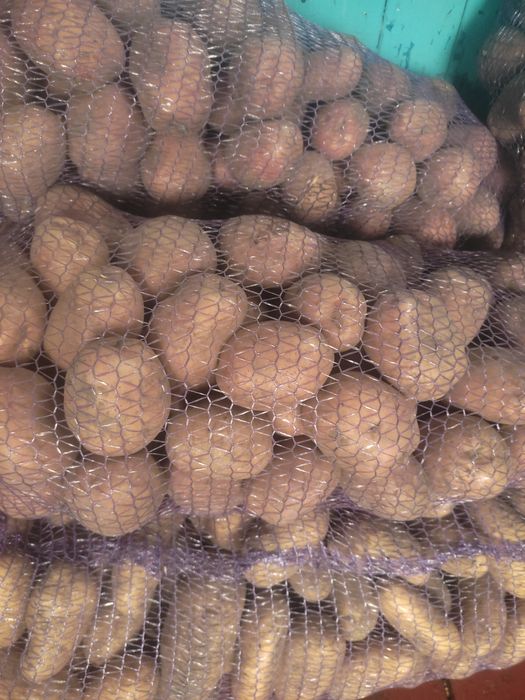 Продам картоплю буйну
