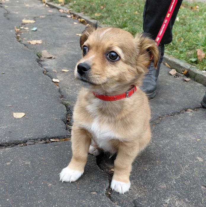 Цуценятко шукає родину!