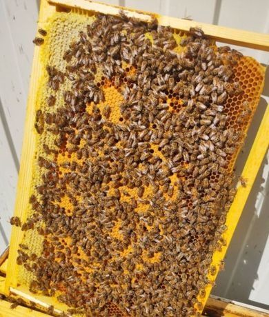 Бджолопакети, Пчелопакеты, пчелы