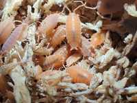 Porcellionides pruinosus powder orange Isopody/prosionki/łatwe