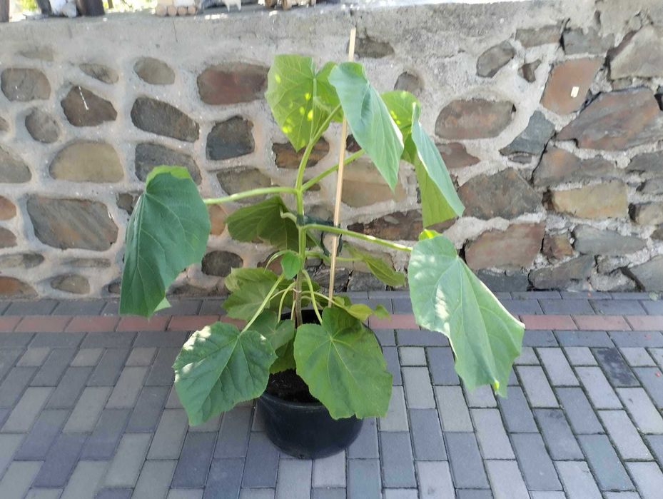 Paulownia omszona P. tomentosa drzewo tlenowe sadzonka Oxygen tree