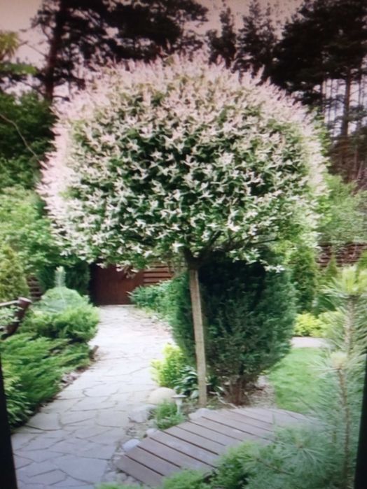 Верба королівська кучерява