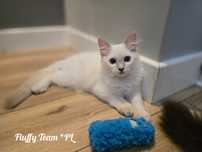 Kocurek Ragdoll Kevin