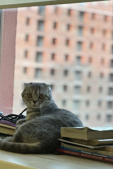 Віддам кішку порода Скотіш Фолд