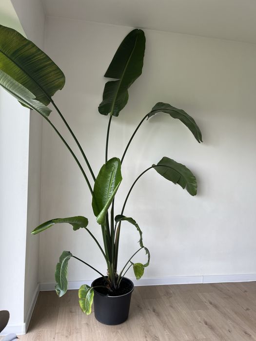 Стреліція Миколая