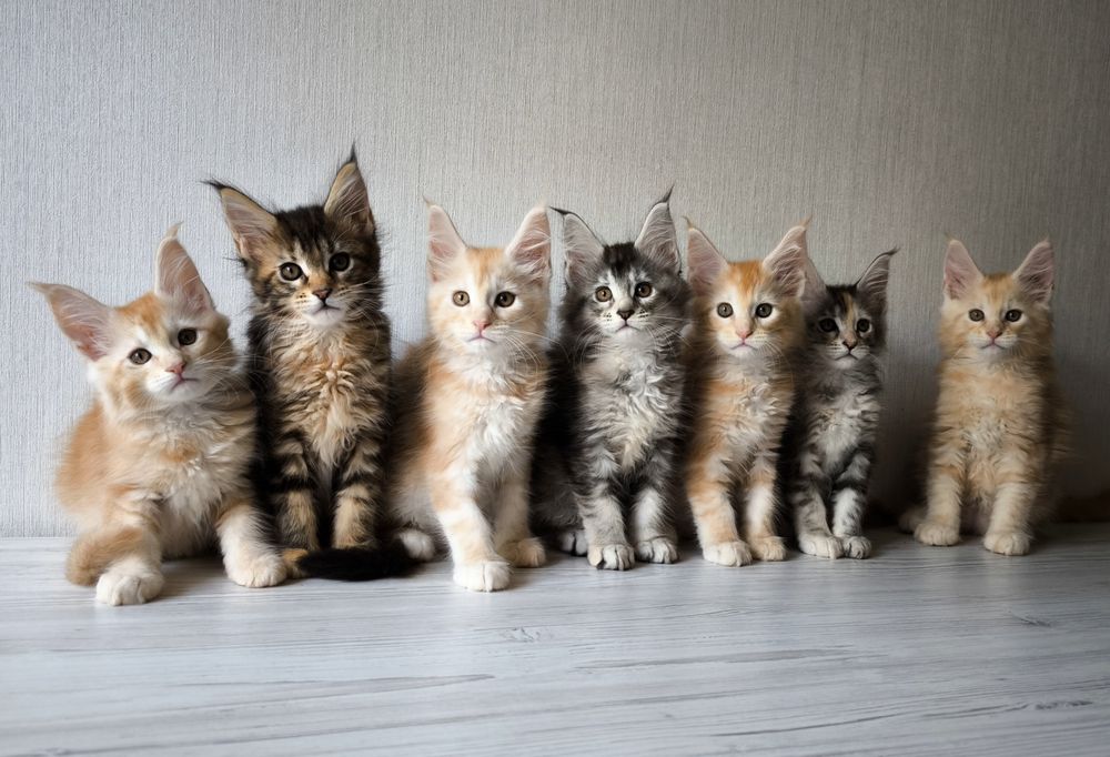 Мейн кун котята.