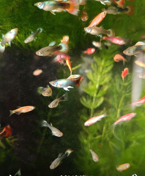 Рыбки гуппи живородящие продам