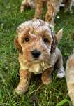 Maltipoo F1B pieski po pudlu toy