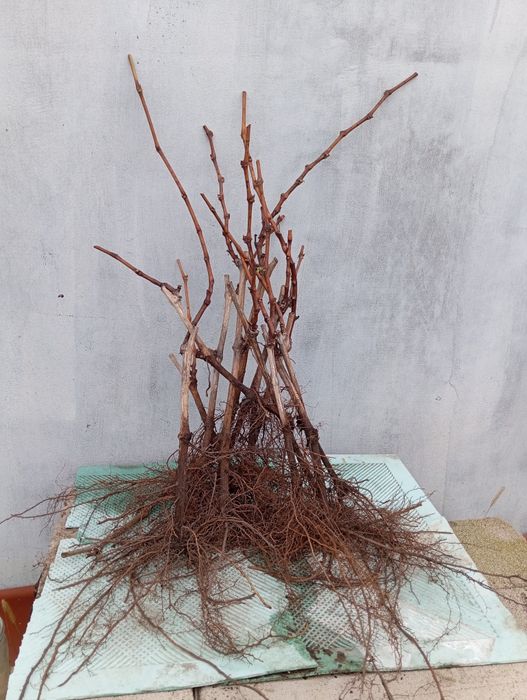 виноград саджанці та живці