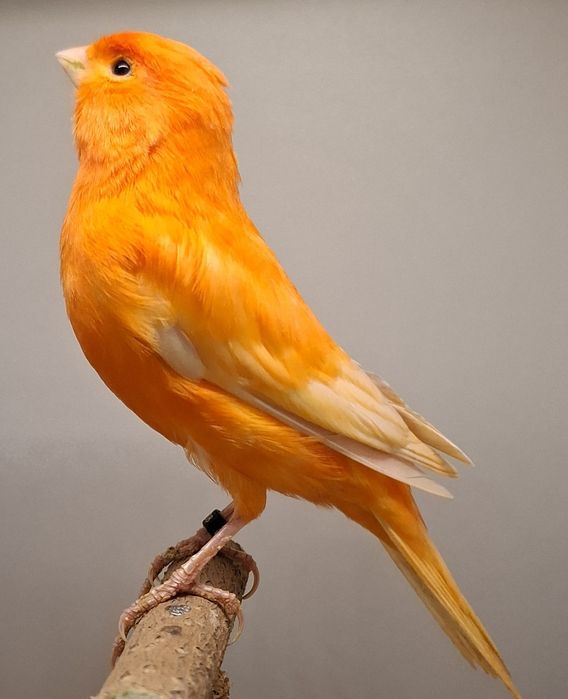 Kanarki czerwone,  samce.