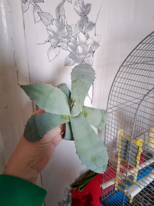 Агава intemensis