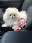 Suczka rasy pomeranian / szpic miniaturowy. Typ Misia. ZKwP / FCI