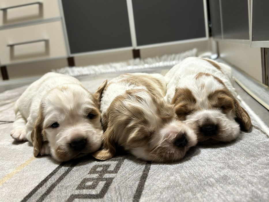 Suczka Cocker Spaniel Angielski do rezerwacji