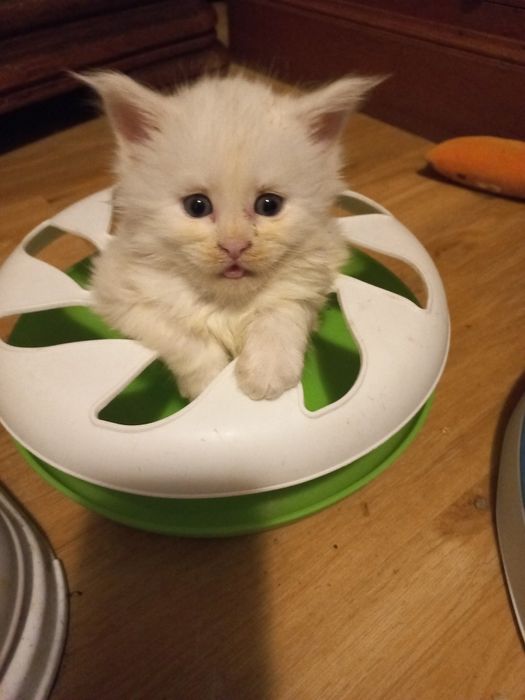 Biały Kocurek Maine Coon WCF