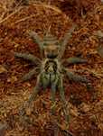 Neoholothele Incei Classic