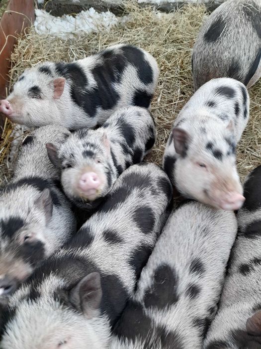 Sprzedam świnki wietnamskie