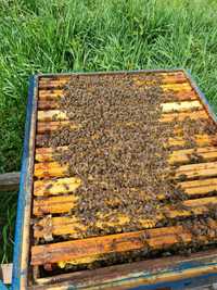 Odkład rodziny pszczele