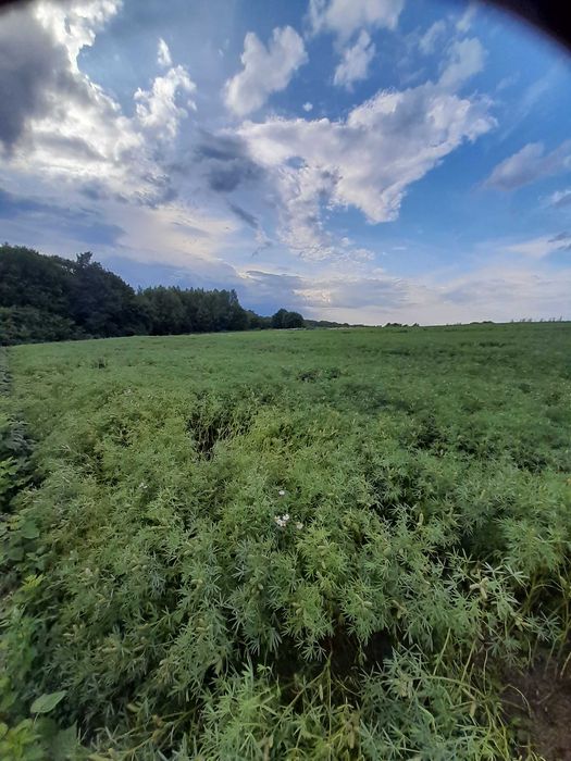 Sprzedam łubin gorzki wąskolistny