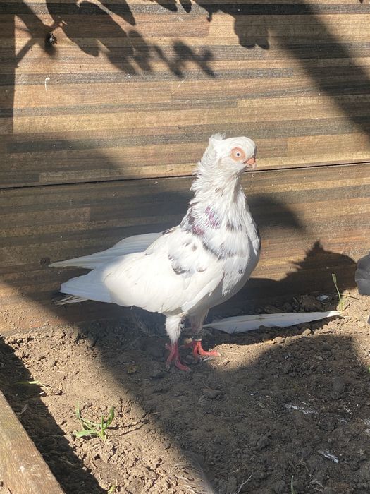 Golebie ozdobne dwie pary