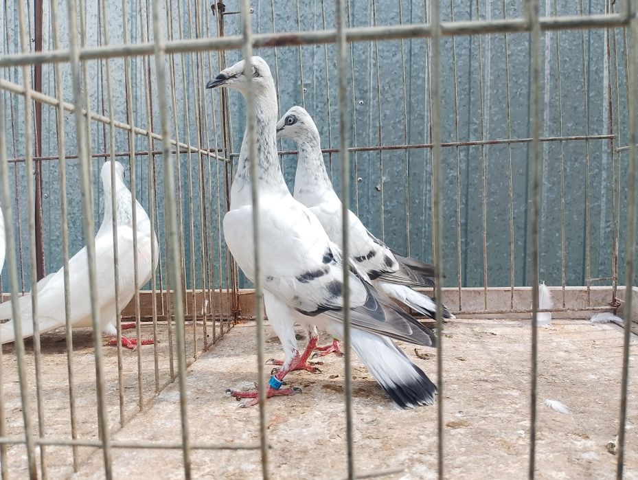 Sprzedam żałobników młode