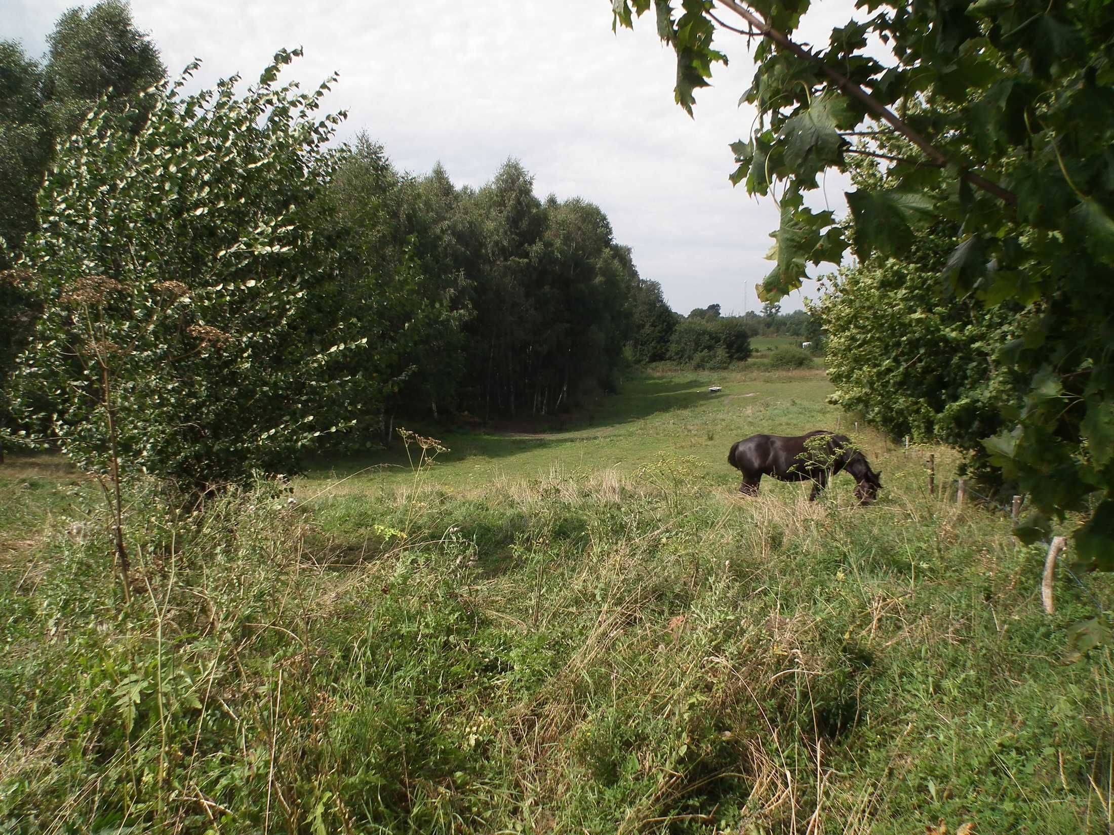 Działka 5600m, warunki zabudowy, Grzegrzółki gm. Pasym