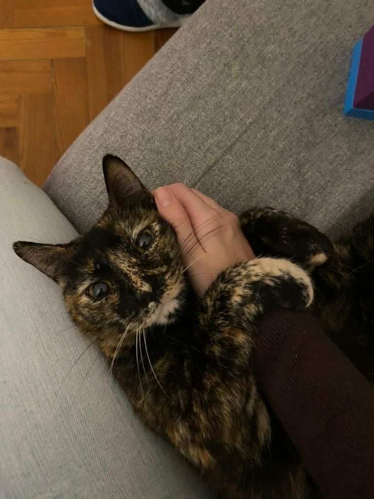 Pet Sitting Lisboa e Arredores