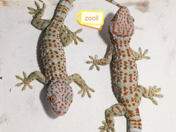 Самка гекона токи 12 месяцев gecko gekko
