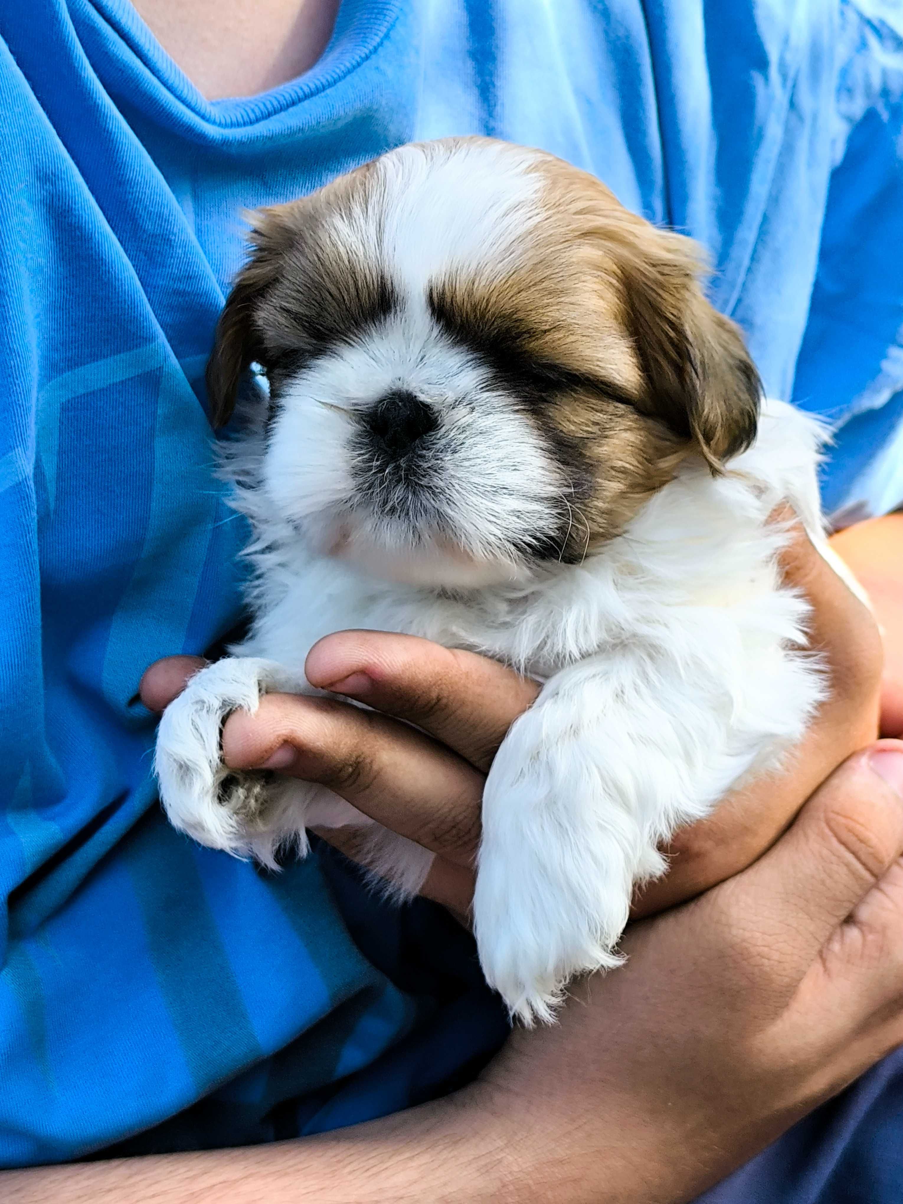 Shih tzu (piesek) gotowy do odbioru