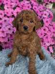 Goldendoodle f1b Lukrecja medium  suczka do 15 kg
